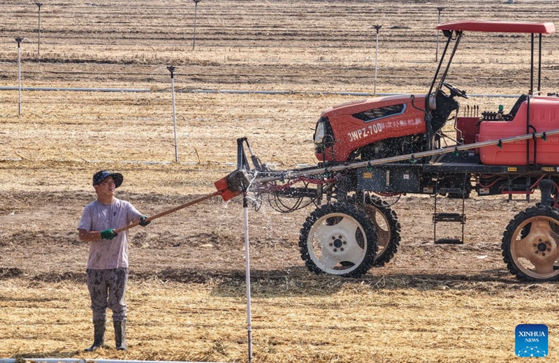 A farmer uses a smart sprinkler to water soil ahead of wheat sowing at Chiping District in Liaocheng City, east China's Shandong Province, Oct. 10, 2026. As autumn sets in, farmers across China make the most of the farming season to work to ensure stable grain production. (Photo by Ma Hongkun/Xinhua)