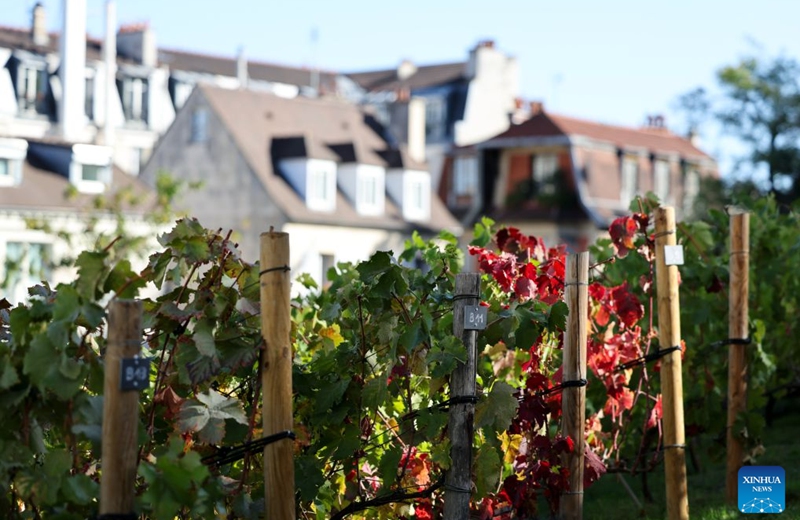 Grape vines are seen at the Clos Montmartre vineyard during the harvest festival in Montmartre, Paris, France, Oct. 10, 2026. The 93rd edition of the Montmartre Grape Harvest Festival runs from Oct. 7 to 11, featuring a grand parade, musical performances and other festivities. (Xinhua/Wu Huiwo)
