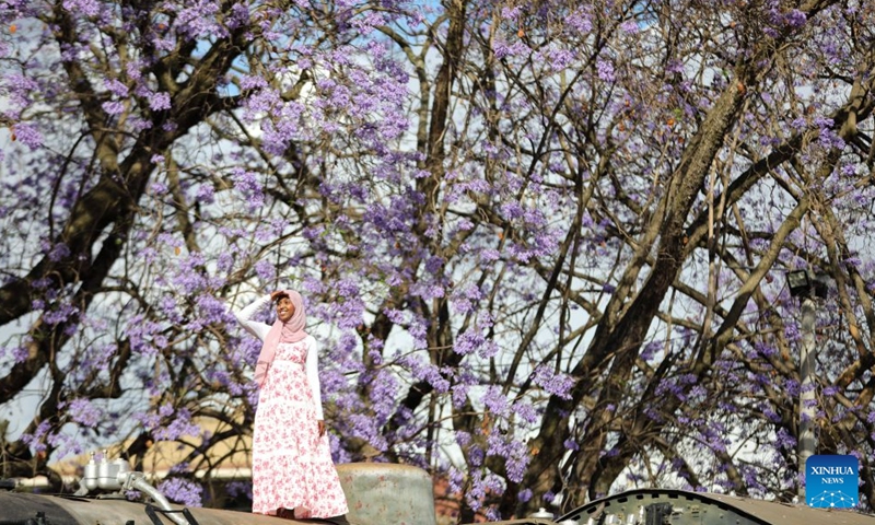 A woman poses for photos on an old locomotive with blooming jacaranda trees in the background in Nairobi, Kenya, Oct. 10, 2026. Jacaranda trees in Nairobi bloom from September to November every year. (Xinhua/Liu Jiaqi)

