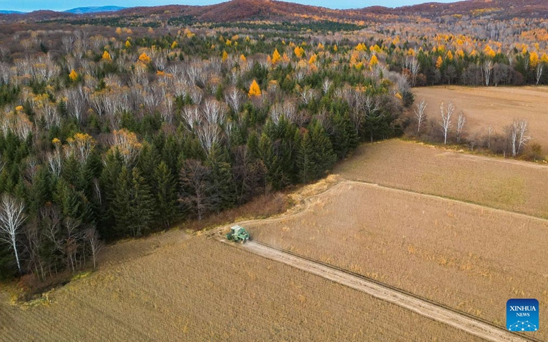 An aerial drone photo taken on Oct. 9, 2026 shows farm machinery harvesting soybeans in the fields at Meixi Town in Yichun City, northeast China's Heilongjiang Province. As autumn sets in, farmers across China make the most of the farming season to work to ensure stable grain production. (Photo by Li Jiaxing/Xinhua)
