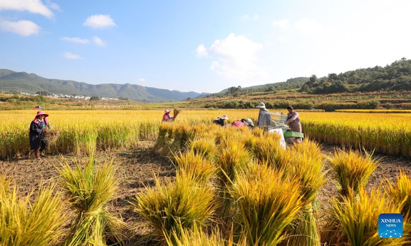Farmers harvest rice in the fields at Hongshiyan Village in Qujing City, southwest China's Yunnan Province, Oct. 10, 2026. As autumn sets in, farmers across China make the most of the farming season to work to ensure stable grain production. (Photo by Wang Yong/Xinhua)