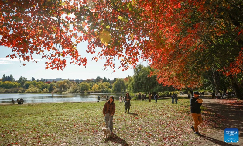 People walk beneath autumn foliage in Vancouver, British Columbia, Canada, Oct. 10, 2026. (Photo by Liang Sen/Xinhua)
