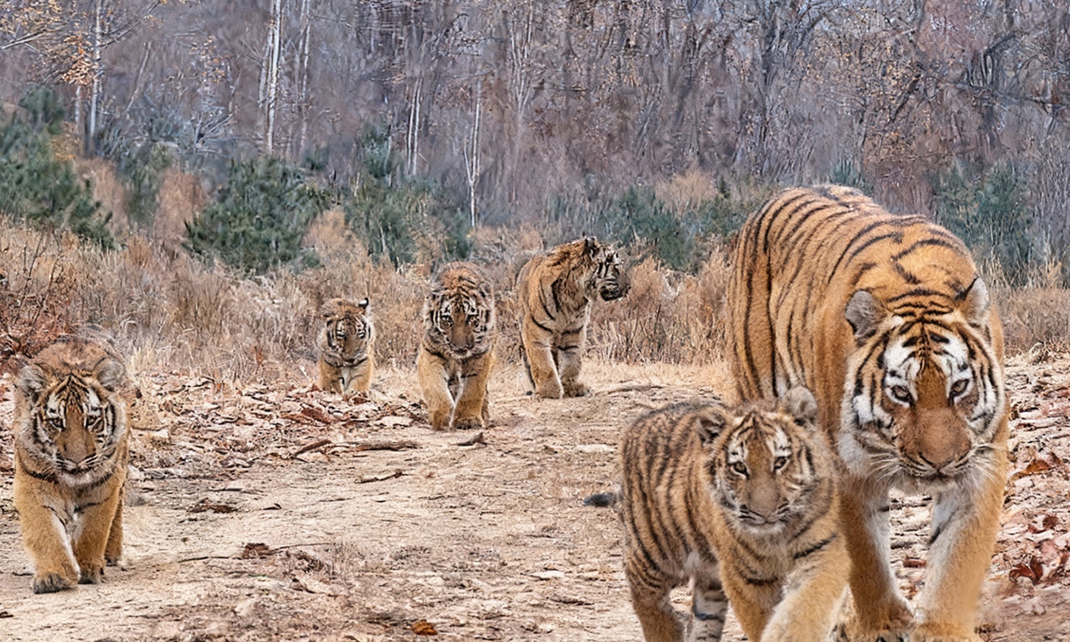 This image taken in November 2025 shows a female Siberian tiger and her five cubs at the Northeast China Tiger and Leopard National Park in Hunchun, Northeast China's Jilin Province. Photo: Courtesy of Northeast China Tiger and Leopard National Park administration