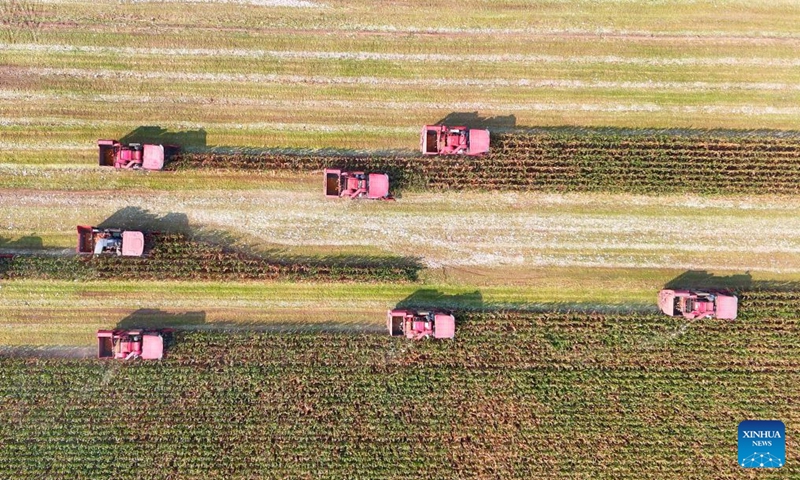 An aerial drone photo taken on Oct. 10, 2026 shows farm machinery harvesting corns in the fields at Yangliuxue Town in Binzhou City, east China's Shandong Province. As autumn sets in, farmers across China make the most of the farming season to work to ensure stable grain production. (Photo by Chu Baorui/Xinhua)