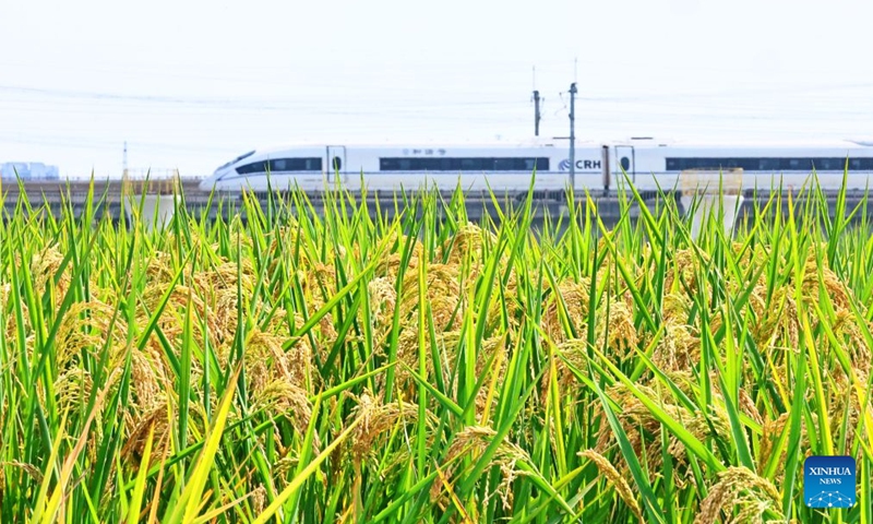 A high-speed train runs past rice fields at Yuxin Town in Jiaxing City, east China's Zhejiang Province, Oct. 10, 2026. As autumn sets in, farmers across China make the most of the farming season to work to ensure stable grain production. (Photo by Jin Peng/Xinhua)