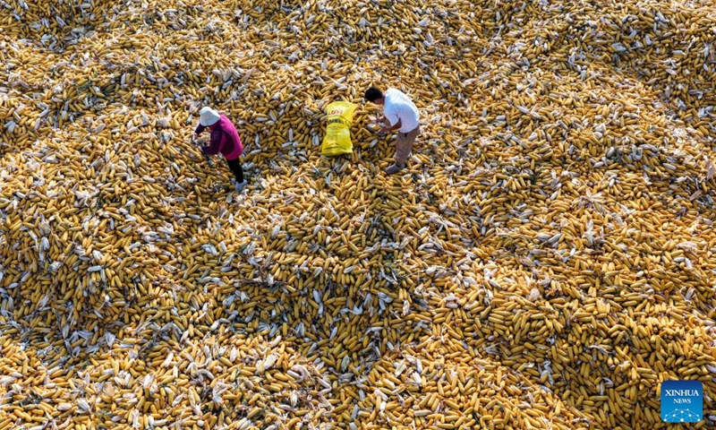 An aerial drone photo taken on Oct. 10, 2026 shows farmers handling harvested corns at Wulongkou Town in Jiyuan City, central China's Henan Province. As autumn sets in, farmers across China make the most of the farming season to work to ensure stable grain production. (Photo by Miao Qiunao/Xinhua)