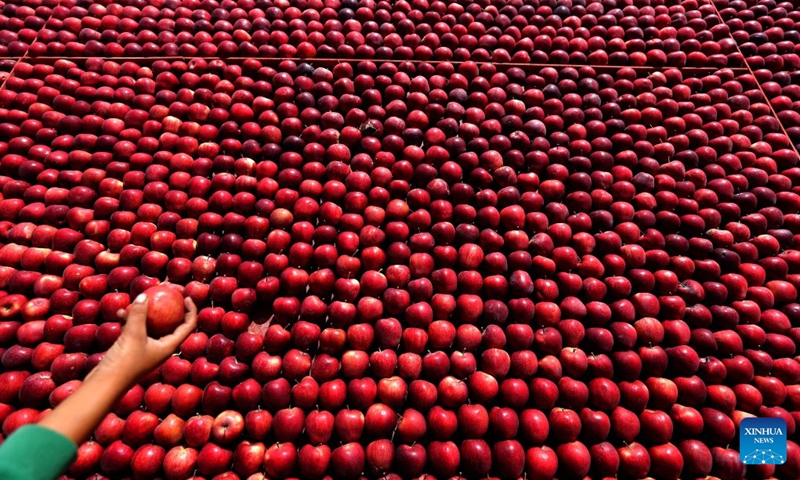 Apples are seen at an apple festival in the village of Baskinta, Lebanon, Oct. 10, 2026. (Xinhua/Bilal Jawich)