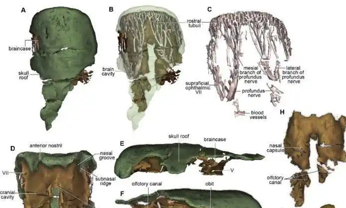 Reconstruction of Talentichthys kuragh and its fossil locality Photo: China News Service 