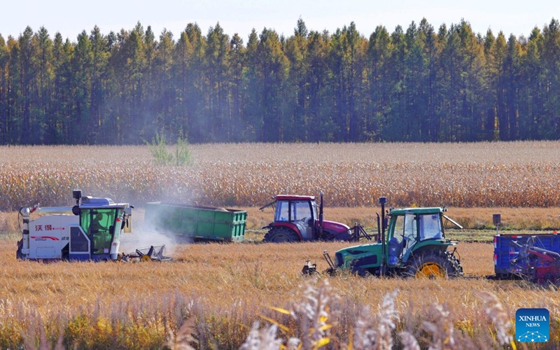 Farmers harvest rice with machinery in the fields at Tongjiang Town in Tongjiang City, northeast China's Heilongjiang Province, Oct. 10, 2026. As autumn sets in, farmers across China make the most of the farming season to work to ensure stable grain production. (Photo by Liu Wanping/Xinhua)