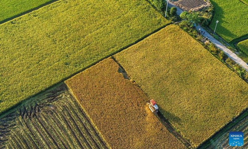 An aerial drone photo taken on Oct. 9, 2026 shows farm machinery harvesting rice in the fields at Zhangwufang Village in Yongzhou City, central China's Hunan Province. As autumn sets in, farmers across China make the most of the farming season to work to ensure stable grain production. (Photo by Jiang Keqing/Xinhua)