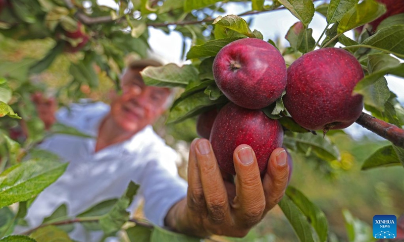 A man picks apples during an apple festival in the village of Baskinta, Lebanon, Oct. 10, 2026. (Xinhua/Bilal Jawich)