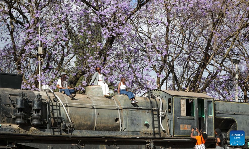 People pose for photos on an old locomotive with blooming jacaranda trees in the background in Nairobi, Kenya, Oct. 10, 2026. Jacaranda trees in Nairobi bloom from September to November every year. (Xinhua/Liu Jiaqi)


