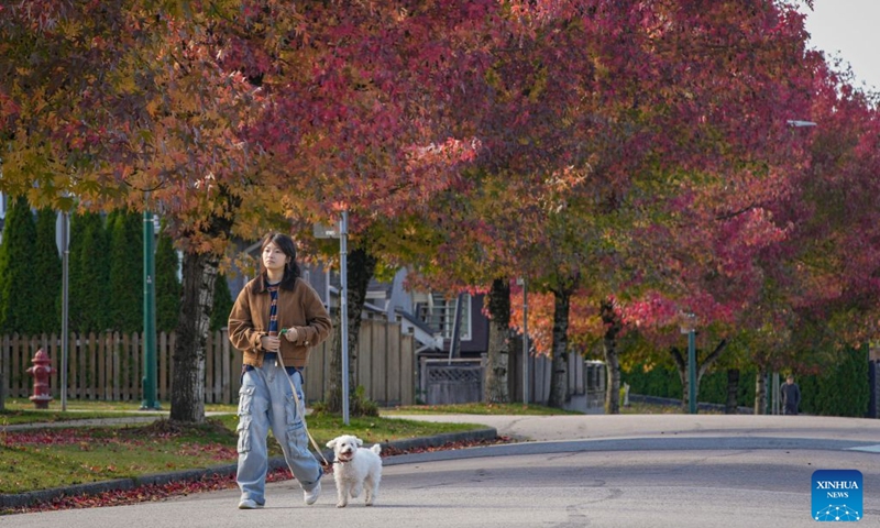 A woman walks her dog along a street lined with trees displaying autumn foliage in Vancouver, British Columbia, Canada, Oct. 10, 2026. (Photo by Liang Sen/Xinhua)