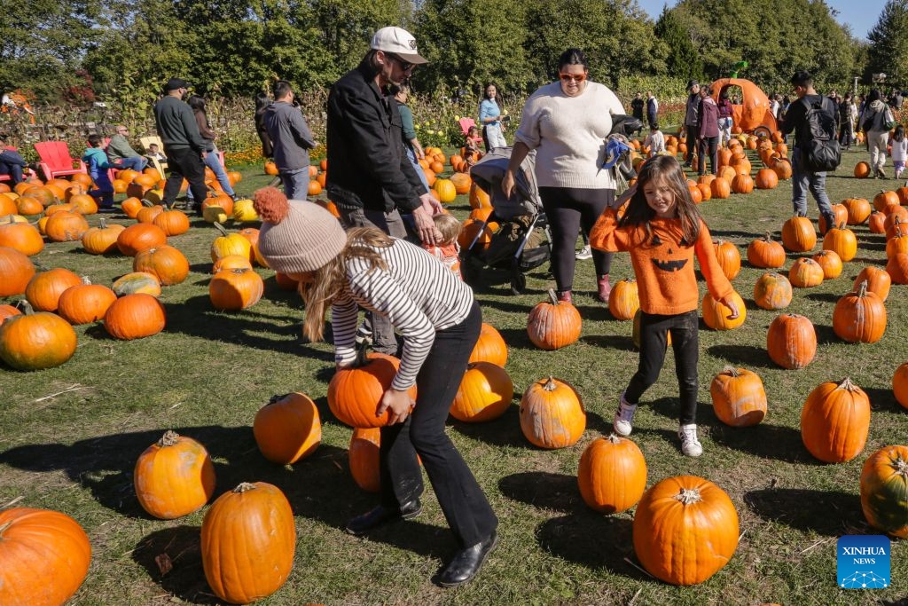 People select pumpkins at a farm in Richmond, British Columbia, Canada, Oct. 11, 2026. Visiting pumpkin patches is a popular autumn activity in Canada, attracting families to local farms to enjoy the harvest season. (Photo by Liang Sen/Xinhua)