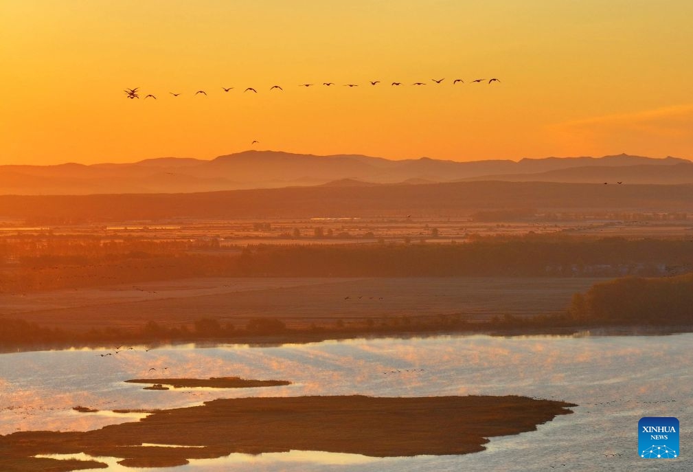 A drone photo taken on Oct. 4, 2026 shows migratory birds flying over the Naolihe National Natural Reserve in northeast China's Heilongjiang Province. (Photo by Gao Xiangtong/Xinhua)