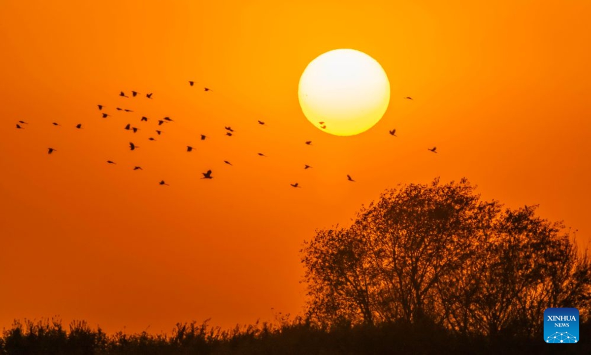 This photo taken on Oct. 11, 2026 shows migratory birds flying at sunset in Qiqihar City, northeast China's Heilongjiang Province. (Photo by Wang Yonggang/Xinhua)