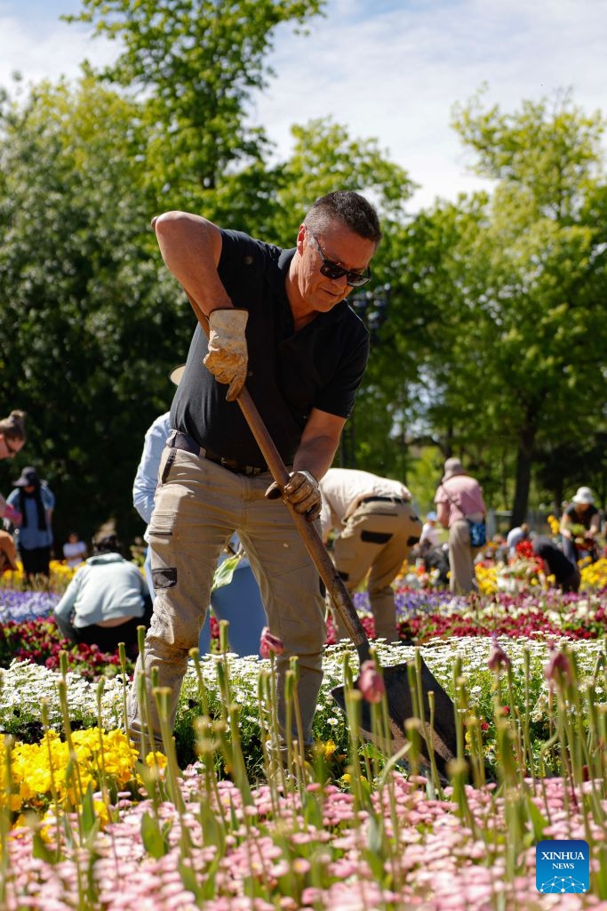 A man digs up flower bulbs during the Great Big Bulb Dig event at Commonwealth Park in Canberra, Australia, on Oct. 12, 2026. The Great Big Bulb Dig, held annually following the end of the Floriade flower festival, attracted a large number of visitors to dig up and take home flower bulbs and annuals from the festival's display beds. (Photo by Chu Chen/Xinhua)