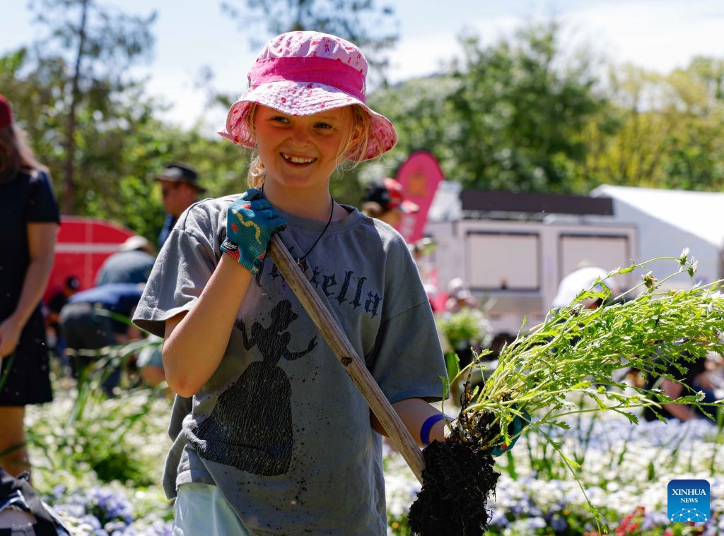 A girl digs up flower bulbs during the Great Big Bulb Dig event at Commonwealth Park in Canberra, Australia, on Oct. 12, 2026. The Great Big Bulb Dig, held annually following the end of the Floriade flower festival, attracted a large number of visitors to dig up and take home flower bulbs and annuals from the festival's display beds. (Photo by Chu Chen/Xinhua)