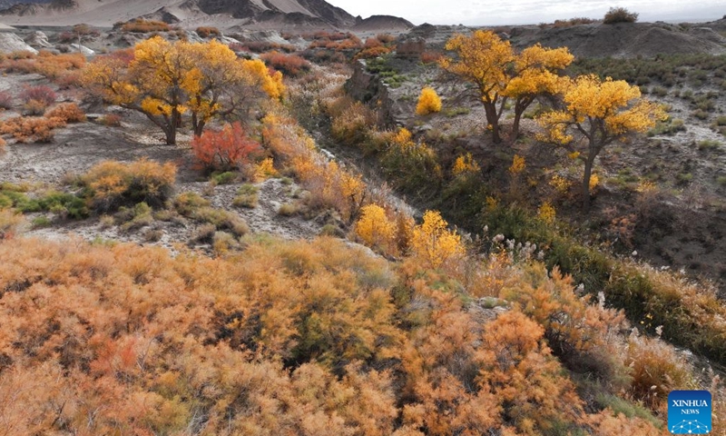 A drone photo taken on Oct. 11, 2026 shows an autumn view of the Huyangxia scenic spot in the Kazak Autonomous County of Aksay, northwest China's Gansu Province. (Photo by Gao Hongshan/Xinhua)