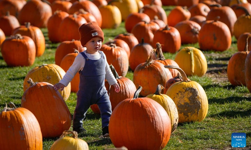 A child walks among pumpkins at a farm in Richmond, British Columbia, Canada, Oct. 11, 2026. Visiting pumpkin patches is a popular autumn activity in Canada, attracting families to local farms to enjoy the harvest season. (Photo by Liang Sen/Xinhua)