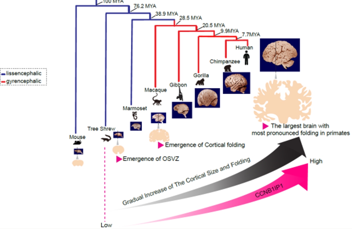 A schematic illustrating the relationship between cerebral cortical size, cortical folding, and CCNB1IP1 gene expression levels from mice to humans Photo: Courtesy of the Kunming Institute of Zoology under the Chinese Academy of Sciences