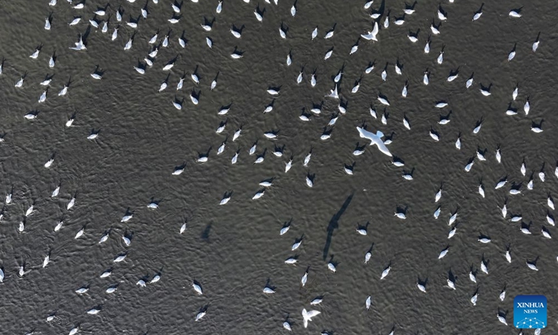 An aerial drone photo taken on Oct. 11, 2026 shows migratory birds at the Harbin section of Songhua River in northeast China's Heilongjiang Province. (Photo by Zhang Shu/Xinhua)