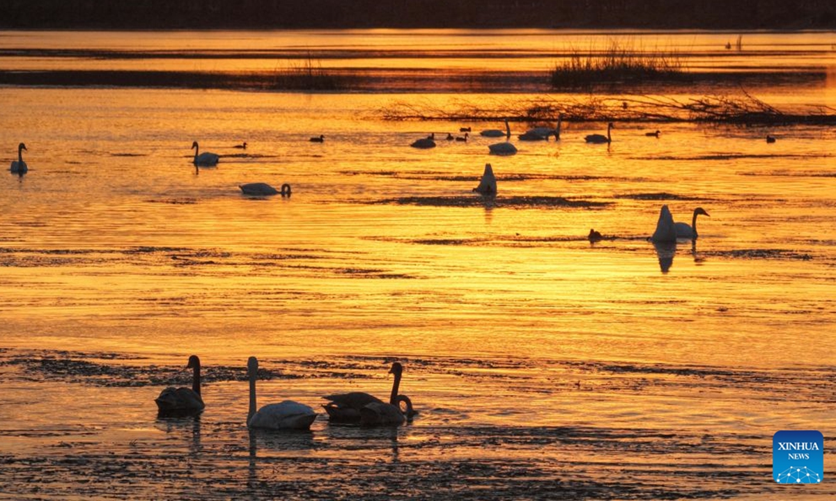 A drone photo taken on Oct. 10, 2026 shows swans at sunset in the Greater Khingan range in northeast China's Heilongjiang Province. (Photo by Zhuang Yu/Xinhua)