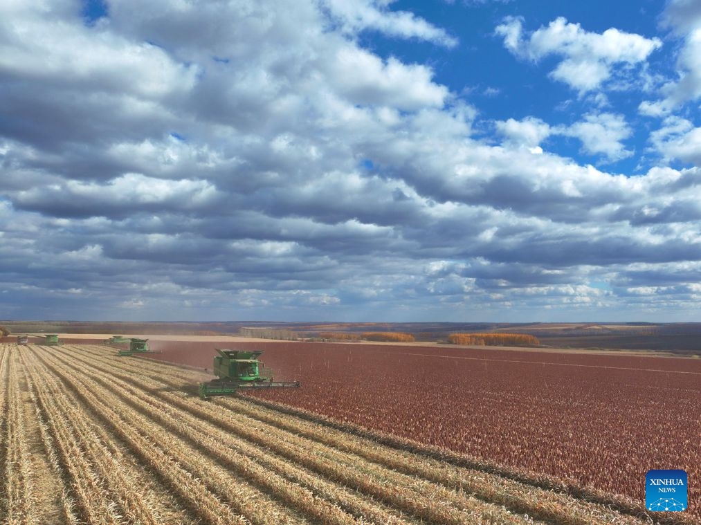 A drone photo shows reapers harvesting in a sorghum field in Heihe City, northeast China's Heilongjiang Province, Oct. 12, 2026. As of Oct. 11, 122.24 million mu (about 8.15 million hectares) of crops have been harvested in northeast China's Heilongjiang Province, a province known as China's grain barn, accounting for more than half of the province's total planting fields. (Photo: Xinhua)