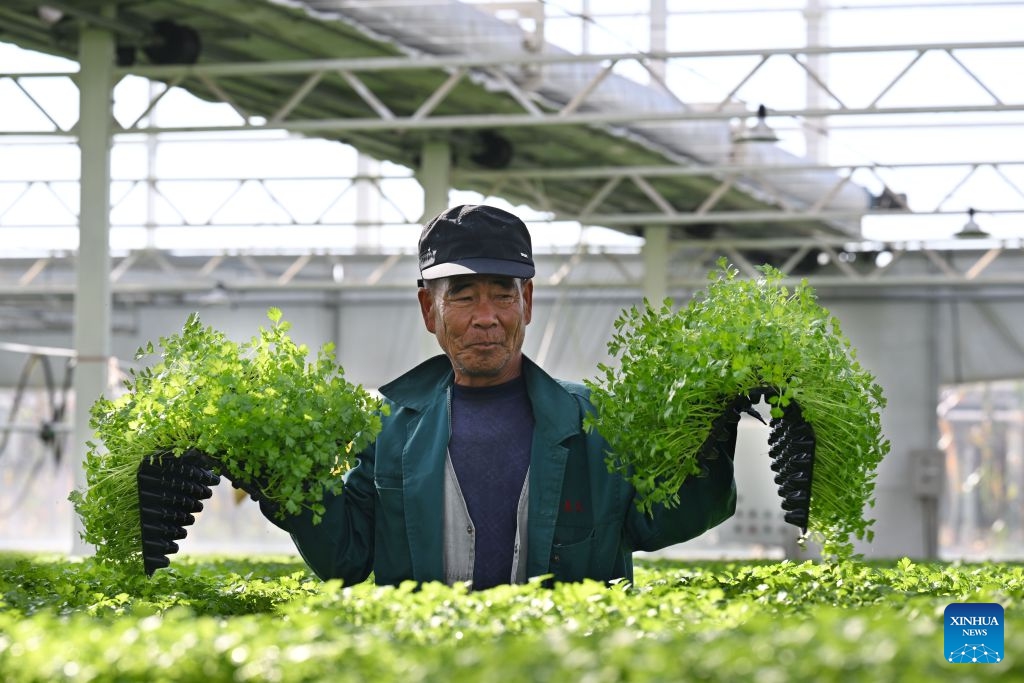 A staff member works at a vegetable greenhouse in Suning County, north China's Hebei Province, Oct. 13, 2026. In recent years, Suning County has promoted specialty agriculture. The county now has 13 vegetable seedling nurseries, with an annual capacity of over 1.2 billion seedlings, supporting local farms and markets in other regions. (Photo: Xinhua)