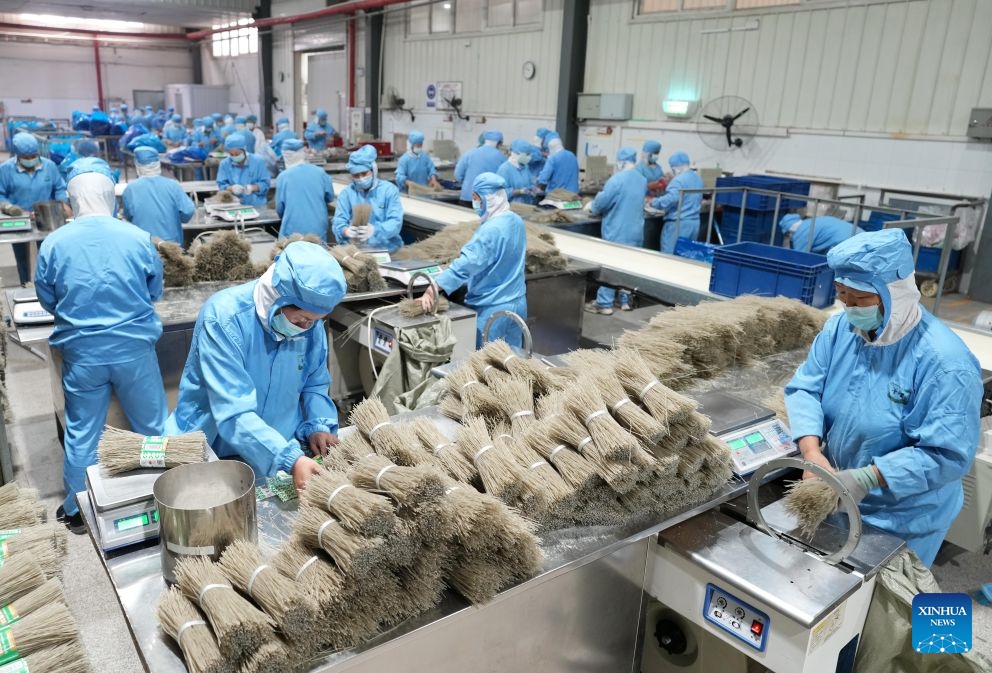 Workers operate at the workshop of a sweet potato deep processing enterprise in Lulong County, north China's Hebei Province, Oct. 12, 2026. Leveraging its sandy soil, Lulong County has encouraged local farmers to grow high-quality sweet potatoes in recent years. The county has also introduced enterprises for deep processing of sweet potato products. These efforts have helped form an industrial chain covering sweet potato seedling cultivation, planting, deep processing and sales here, effectively boosting farmers' incomes. According to local authorities, the county's sweet potato planting area now exceeds 120,000 mu (about 8,000 hectares). (Photo: Xinhua)