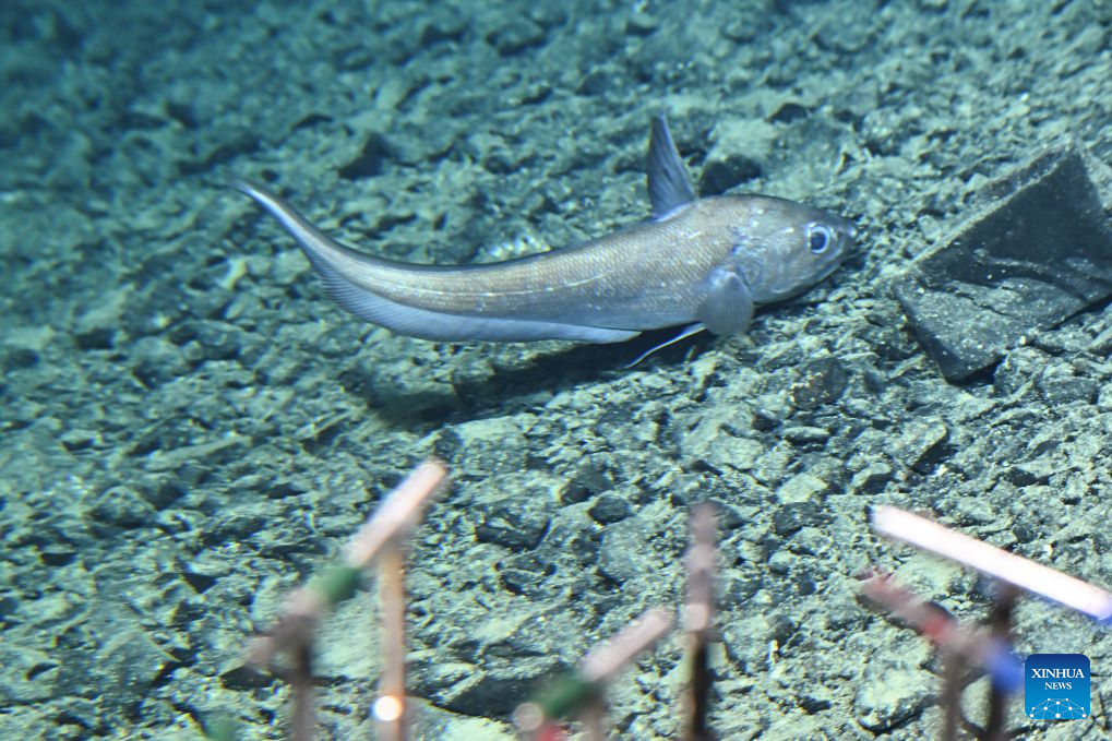 This photo taken on Oct. 15, 2026 shows a rattail fish pictured through the porthole of the manned deep-sea submersible Jiaolong. China's research vessel Deep Sea No. 1, carrying manned deep-sea submersible Jiaolong, is currently on the western Pacific Ocean for deep-sea scientific research.

Jiaolong successfully completed its 470th dive on Oct. 15.

A Xinhua reporter aboard Jiaolong photographed the exploration of the mysterious underwater world. (Xinhua/Li Xin)