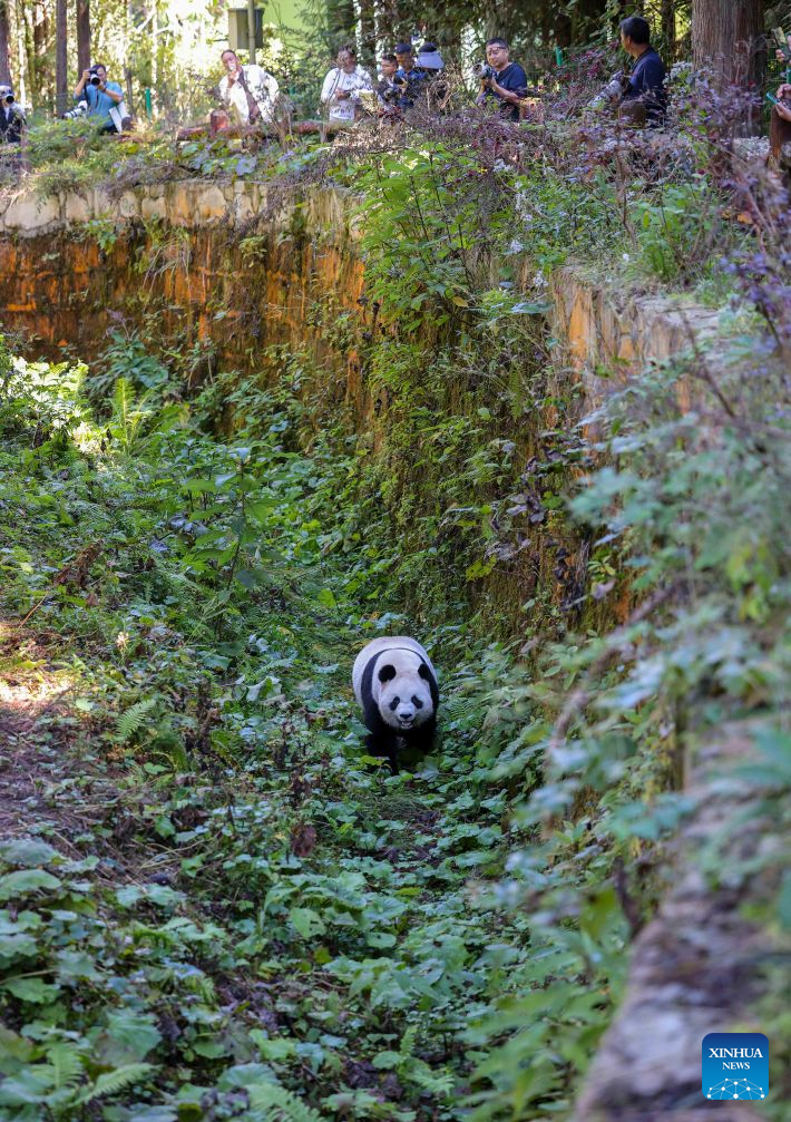 Tourists view a giant panda at a panda-themed camp in Baoxing County, Ya'an City, southwest China's Sichuan Province, Oct. 17, 2026. Baoxing County, a core giant panda habitat, has leveraged its panda resources to develop panda-themed eco-tourism featuring study tours and homestays. (Photo by Hu Panxue/Xinhua)