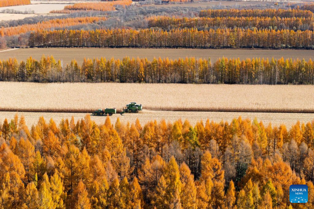 An aerial drone photo taken on Oct. 15, 2026 shows farmers operating agricultural machines to harvest corn at a farm under Beidahuang Group in northeast China's Heilongjiang Province. The autumn harvest in Heilongjiang, a northeastern province known as China's