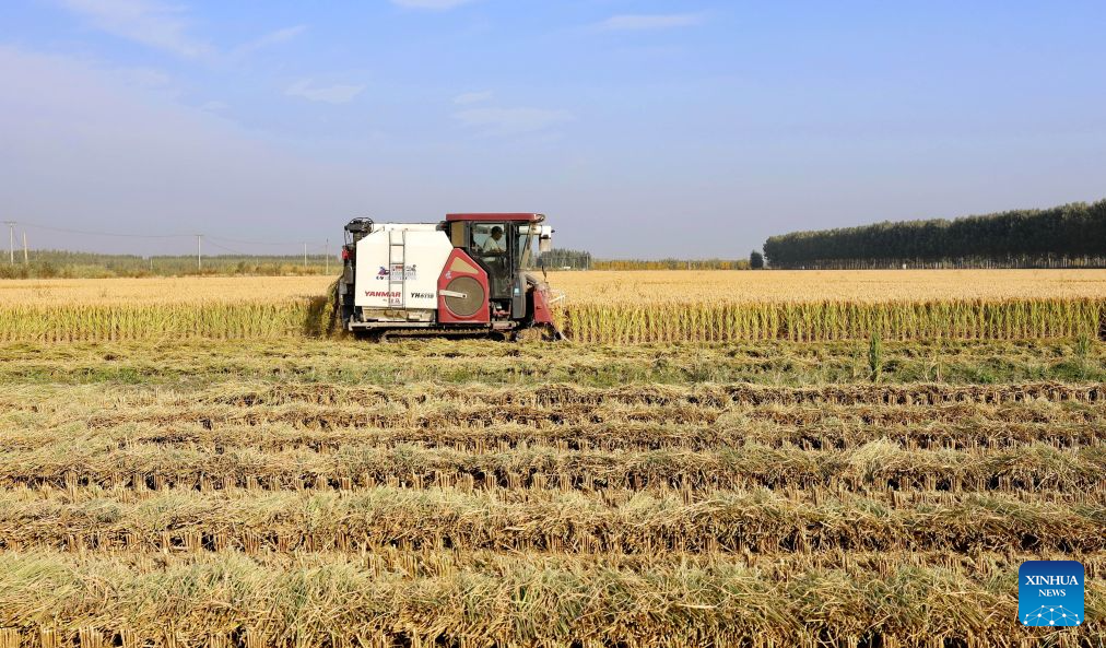 A harvester works in a rice field in Xige Township of Fengnan District in Tangshan, north China's Hebei Province, Oct. 15, 2026. The rice harvest season has come in Tangshan, where local farmers are seizing the good weather to advance harvesting. (Xinhua/Yang Shiyao)