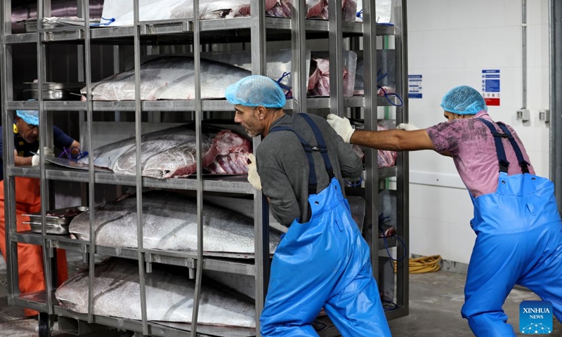 Workers prepare to send bluefin tuna products to ultra-low storage room at an onshore processing factory at Marsaxlokk, southeast of Malta, Oct. 10, 2026. Ocean Star of Mediterranean Bluefin Industry Development (Hainan), a vessel owned by China-Malta joint venture specializing in bluefin tuna processing and trade, began its new production season in late September. (Photo: Xinhua)