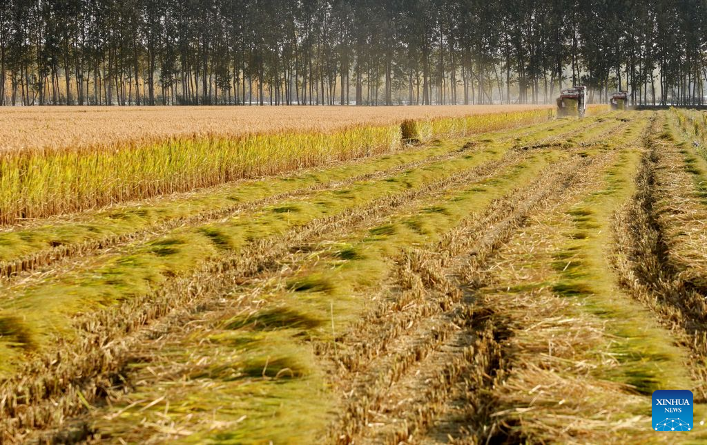 Harvesters work in a rice field in Xige Township of Fengnan District in Tangshan, north China's Hebei Province, Oct. 15, 2026. The rice harvest season has come in Tangshan, where local farmers are seizing the good weather to advance harvesting. (Xinhua/Yang Shiyao)