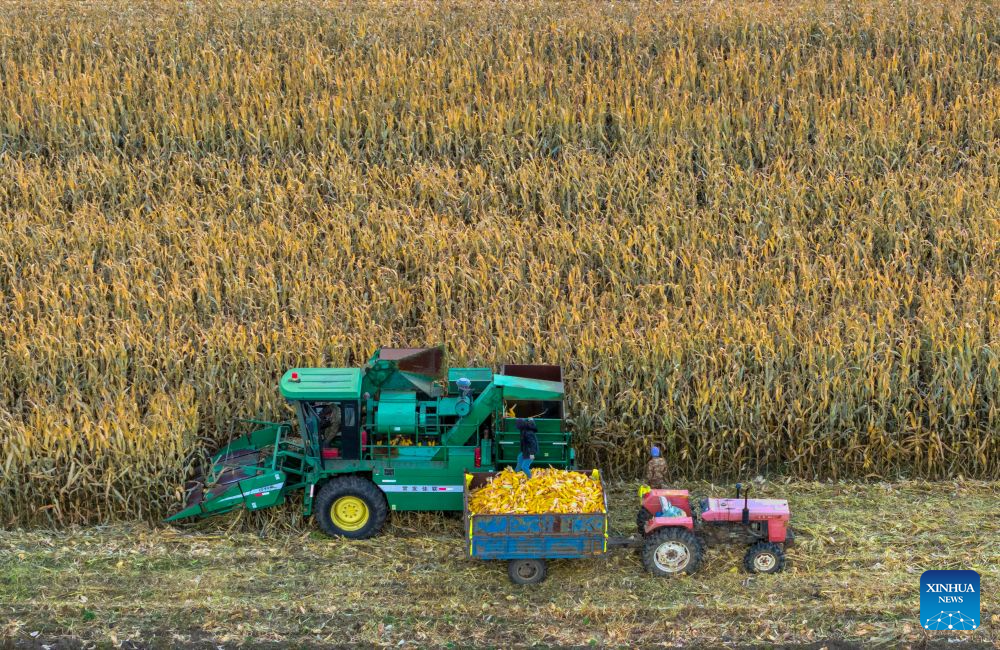 An aerial drone photo taken on Oct. 15, 2026 shows farmers operating agricultural machines to harvest corn at a farm under Beidahuang Group in northeast China's Heilongjiang Province. The autumn harvest in Heilongjiang, a northeastern province known as China's
