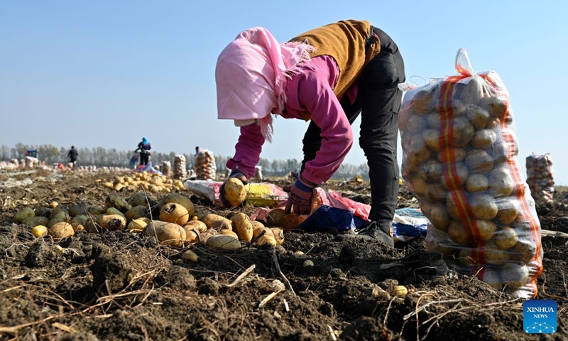 A farmer selects potatoes in a field in Ning'an City, northeast China's Heilongjiang Province, Oct. 11, 2026. As of Oct. 11, 122.24 million mu (about 8.15 million hectares) of crops have been harvested in northeast China's Heilongjiang Province, a province known as China's grain barn, accounting for more than half of the province's total planting fields. (Photo: Xinhua)