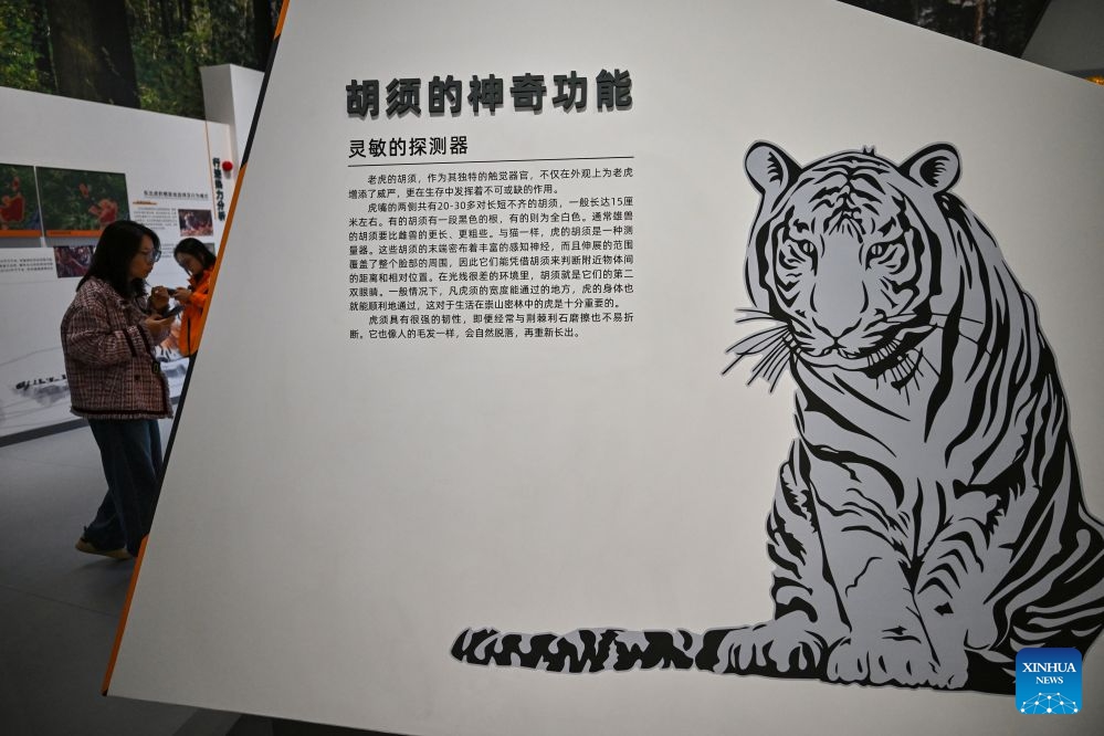 People visit the Northeast China Tiger and Leopard National Park Dongning Science Popularization and Education Center in Dongning, northeast China's Heilongjiang Province, Oct. 12, 2026. Located in Dongning City, Heilongjiang Province, the Dongning Science Popularization and Education Center of the Northeast China Tiger and Leopard National Park focuses on the sensory experience of tigers and leopards. Combining diverse interactive experience scenes, it allows visitors to gain an immersive understanding of Siberian tigers and Amur leopards. (Photo: Xinhua)