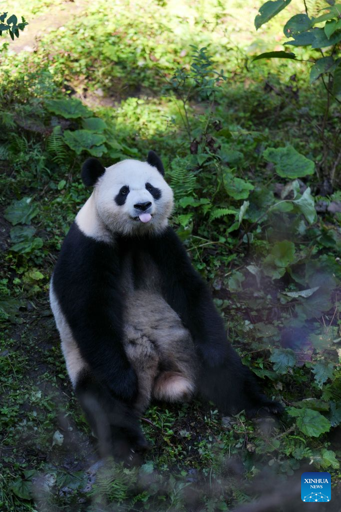 A giant panda is pictured at a panda-themed camp in Baoxing County, Ya'an City, southwest China's Sichuan Province, Oct. 17, 2026. Baoxing County, a core giant panda habitat, has leveraged its panda resources to develop panda-themed eco-tourism featuring study tours and homestays. (Xinhua/Liu Lingyi)