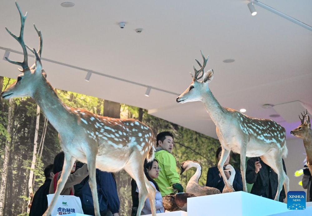 People visit the Northeast China Tiger and Leopard National Park Dongning Science Popularization and Education Center in Dongning, northeast China's Heilongjiang Province, Oct. 12, 2026. Located in Dongning City, Heilongjiang Province, the Dongning Science Popularization and Education Center of the Northeast China Tiger and Leopard National Park focuses on the sensory experience of tigers and leopards. Combining diverse interactive experience scenes, it allows visitors to gain an immersive understanding of Siberian tigers and Amur leopards. (Photo: Xinhua)