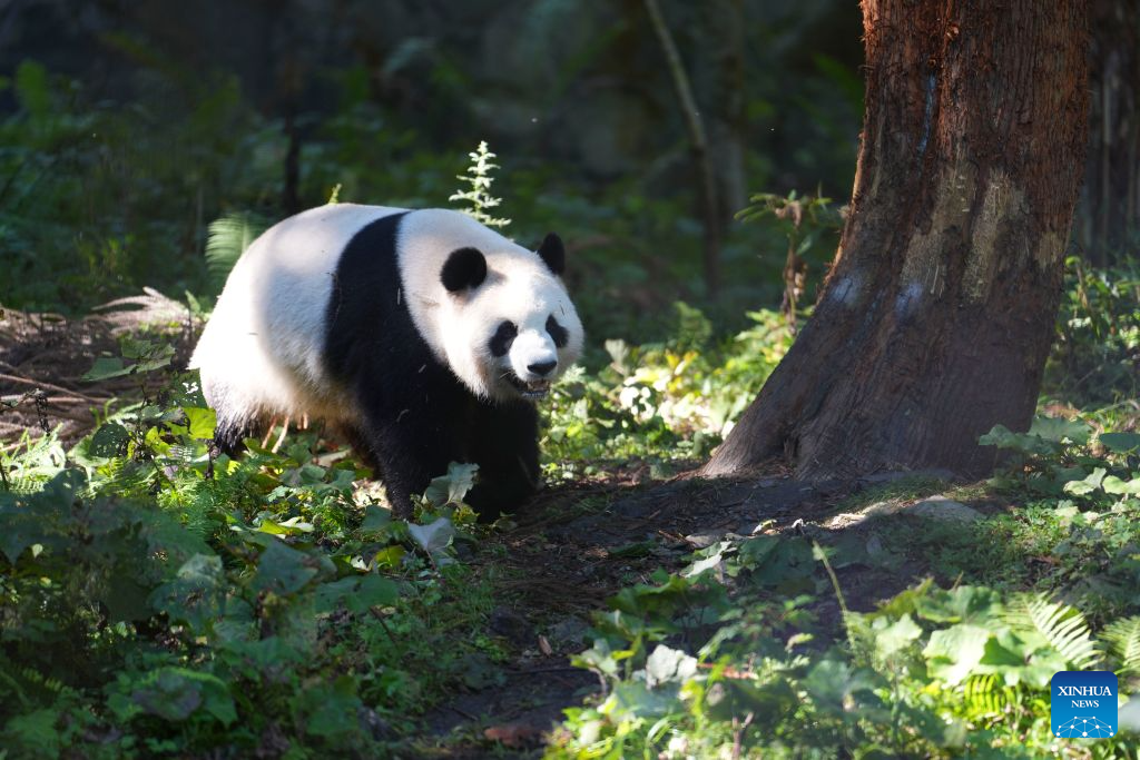 A giant panda is pictured at a panda-themed camp in Baoxing County, Ya'an City, southwest China's Sichuan Province, Oct. 17, 2026. Baoxing County, a core giant panda habitat, has leveraged its panda resources to develop panda-themed eco-tourism featuring study tours and homestays. (Xinhua/Liu Lingyi)