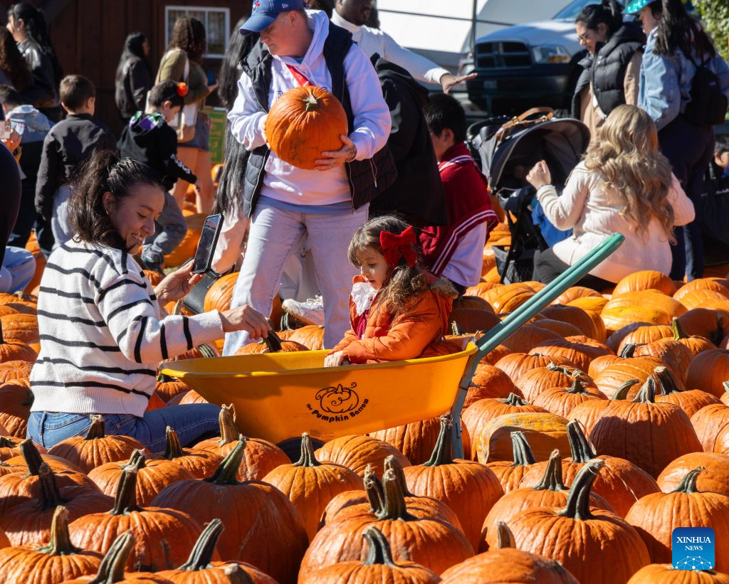People select pumpkins at a farm in Caledon, Ontario, Canada, on Oct. 18, 2026. Many farms in Ontario open their pumpkin patches in October, letting visitors select pumpkins ahead of Halloween. (Photo by Zou Zheng/Xinhua)