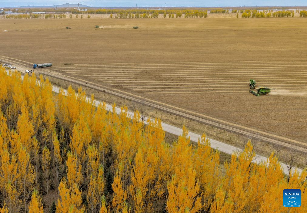 An aerial drone photo taken on Oct. 15, 2026 shows farmers operating agricultural machines to harvest corn at a farm under Beidahuang Group in northeast China's Heilongjiang Province. The autumn harvest in Heilongjiang, a northeastern province known as China's