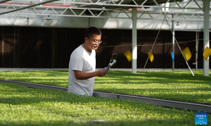 A staff member livestreams at a vegetable greenhouse in Suning County, north China's Hebei Province, Oct. 13, 2026. In recent years, Suning County has promoted specialty agriculture. The county now has 13 vegetable seedling nurseries, with an annual capacity of over 1.2 billion seedlings, supporting local farms and markets in other regions. (Photo: Xinhua)