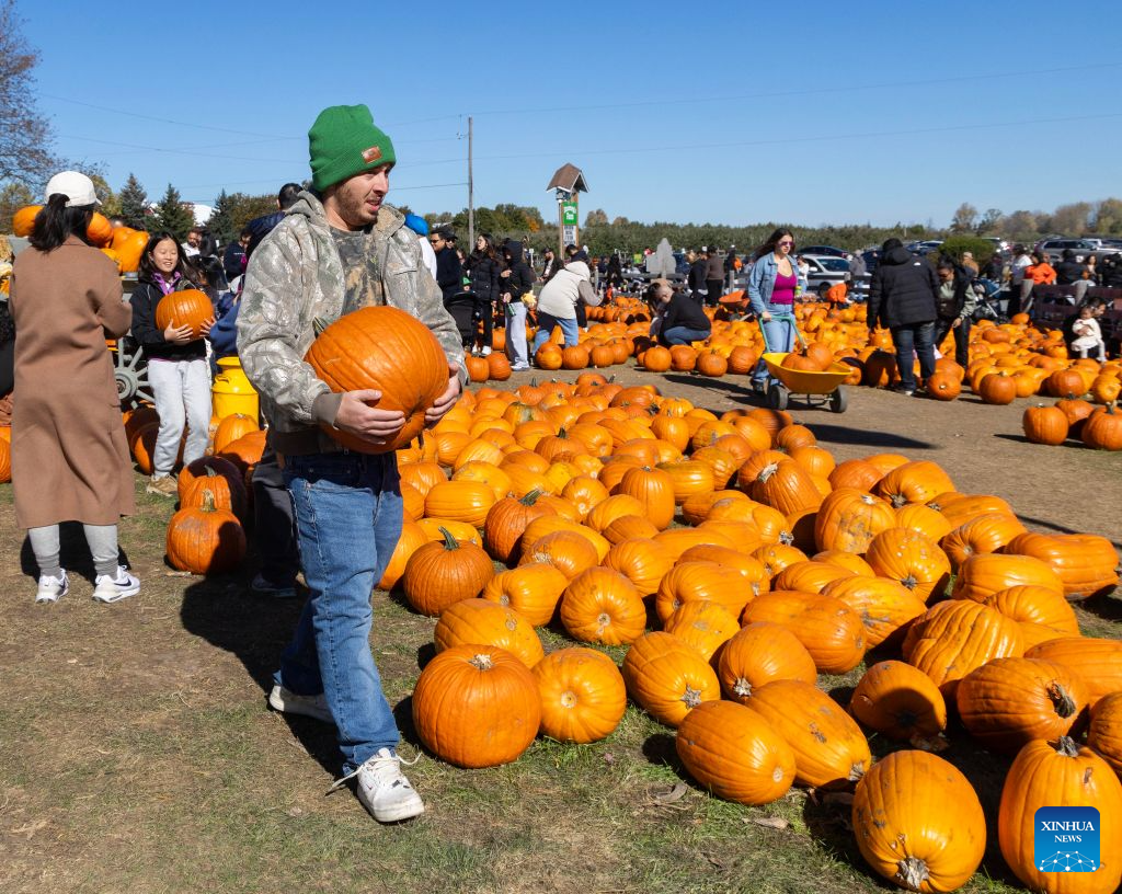 A man selects a pumpkin at a farm in Caledon, Ontario, Canada, on Oct. 18, 2026. Many farms in Ontario open their pumpkin patches in October, letting visitors select pumpkins ahead of Halloween. (Photo by Zou Zheng/Xinhua)