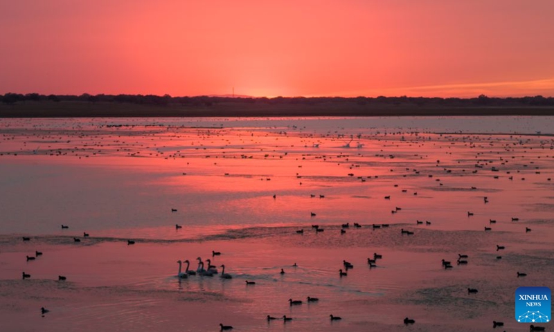 A drone photo taken on Oct. 12, 2026 shows migratory birds at the Horqin National Nature Reserve in Horqin Right Wing Middle Banner of Hinggan League, north China's Inner Mongolia Autonomous Region. (Photo: Xinhua)