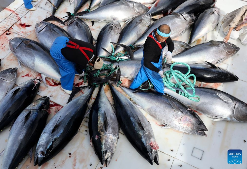 Workers prepare to weigh bluefin tuna on Ocean Star, an ultra-low temperature processing and transportation vessel, on the Mediterranean Sea east of Malta, Oct. 9, 2026. Ocean Star of Mediterranean Bluefin Industry Development (Hainan), a vessel owned by China-Malta joint venture specializing in bluefin tuna processing and trade, began its new production season in late September. (Photo: Xinhua)