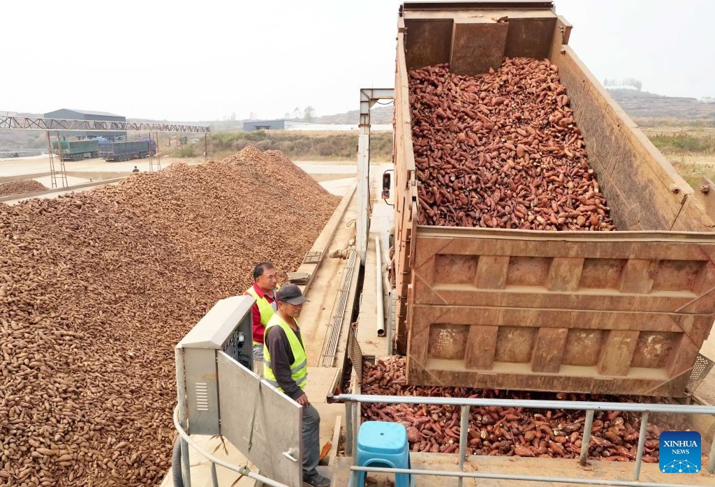 Workers unload sweet potatoes purchased from farmers in Lulong County, north China's Hebei Province, Oct. 12, 2026. Leveraging its sandy soil, Lulong County has encouraged local farmers to grow high-quality sweet potatoes in recent years. The county has also introduced enterprises for deep processing of sweet potato products. These efforts have helped form an industrial chain covering sweet potato seedling cultivation, planting, deep processing and sales here, effectively boosting farmers' incomes. According to local authorities, the county's sweet potato planting area now exceeds 120,000 mu (about 8,000 hectares). (Photo: Xinhua)