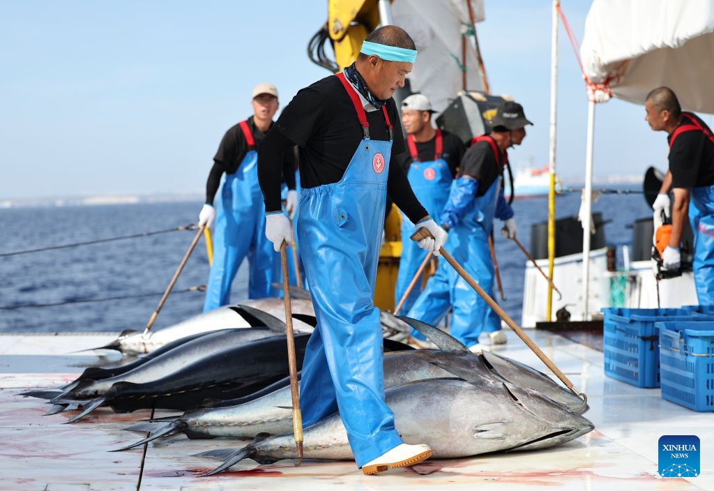 Workers prepare to weigh bluefin tuna on Ocean Star, an ultra-low temperature processing and transportation vessel, on the Mediterranean Sea east of Malta, Oct. 9, 2026. Ocean Star of Mediterranean Bluefin Industry Development (Hainan), a vessel owned by China-Malta joint venture specializing in bluefin tuna processing and trade, began its new production season in late September. (Photo: Xinhua)